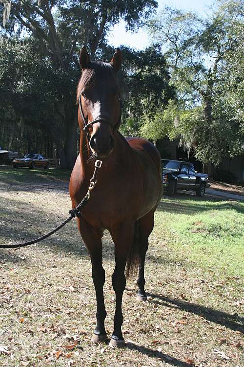 Windfall Farm on EquineNow