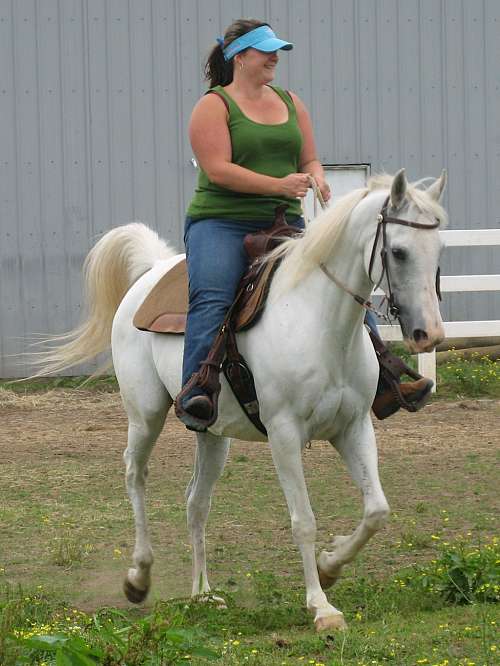 Horses for Sale Lessons beginner children on EquineNow