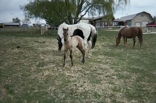 Clayton Farm on EquineNow