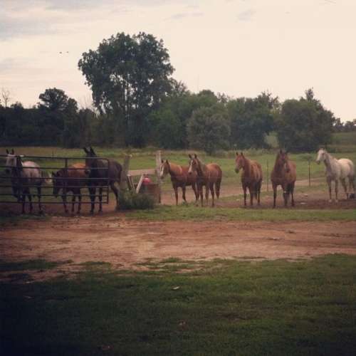 Stoney Creek Quarter Horses on EquineNow