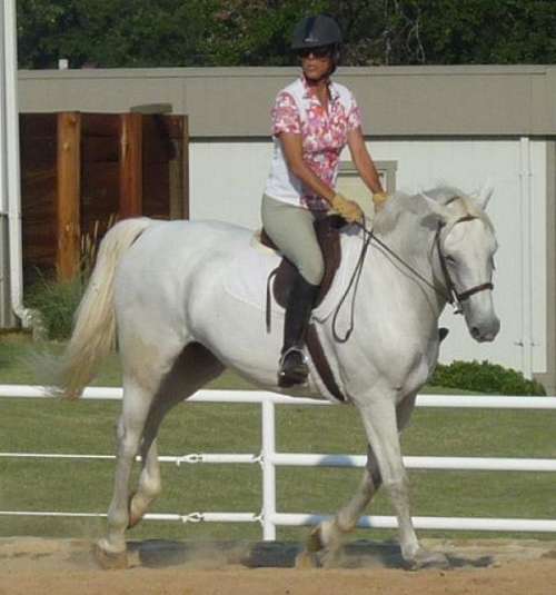 Rising Star Ranch on EquineNow