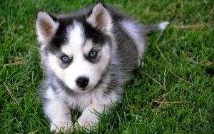 siberian husky puppies for adoption