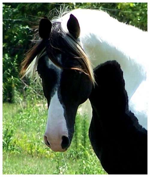 Painted Dreams Farm on EquineNow