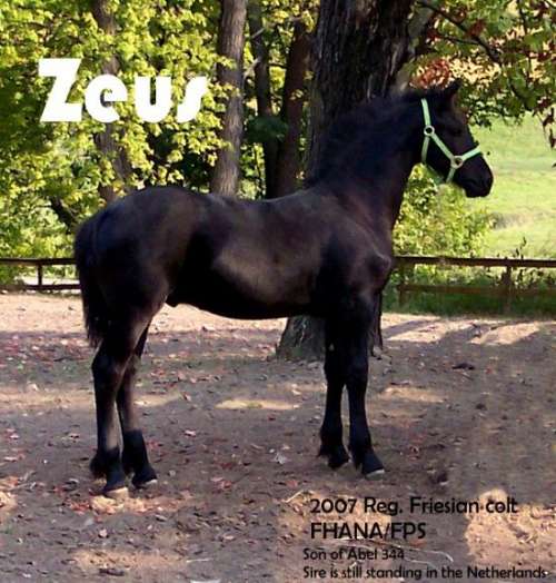 Michigan'S Free Horse Haven: Explore Now! - yd6cr84