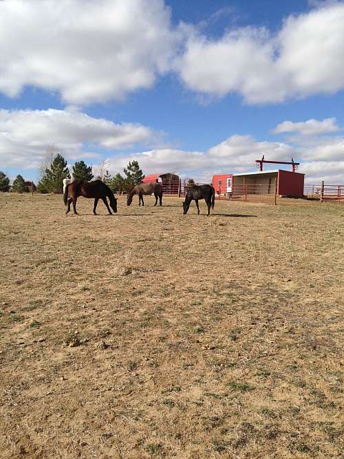 Sapphire Sky Farm on EquineNow