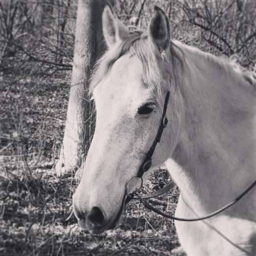 Shamrock Stables on EquineNow