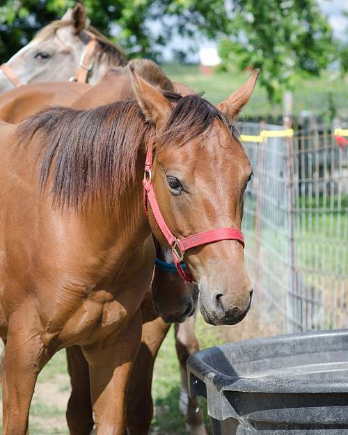 McKinney Stables on EquineNow