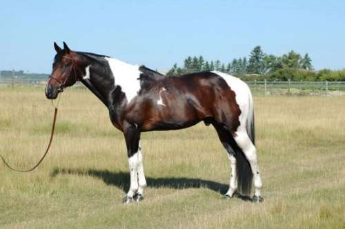 Trailers For Sale Calgary >> Hillside Farms Pinto Warmbloods on EquineNow Trailers For Sale Calgary >> Hillside Farms Pinto Warmbloods on EquineNow