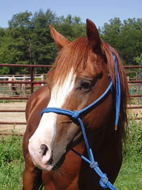 Rocking Heart Performance Horses on EquineNow