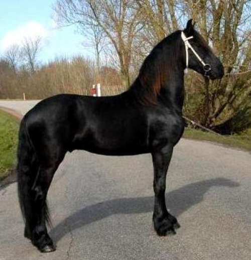 Lovely Friesian Horse For adoption on EquineNow