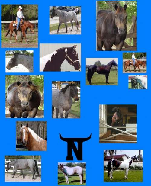 TNT Paint and Quarter Horses on EquineNow