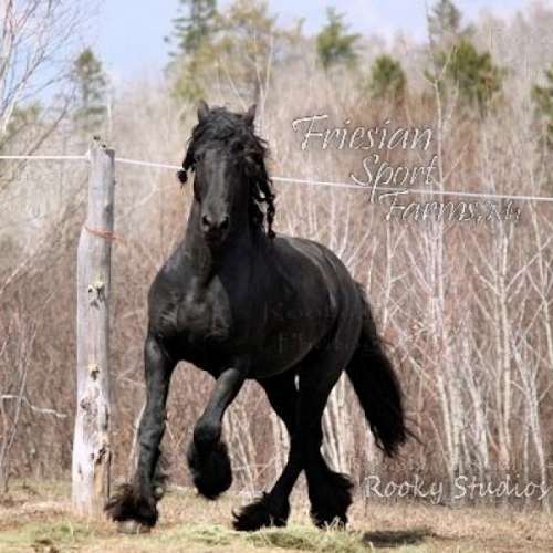 Friesian Sport Farms, MN on EquineNow