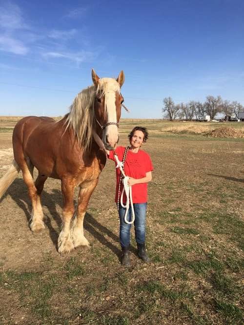 HH Ranch on EquineNow