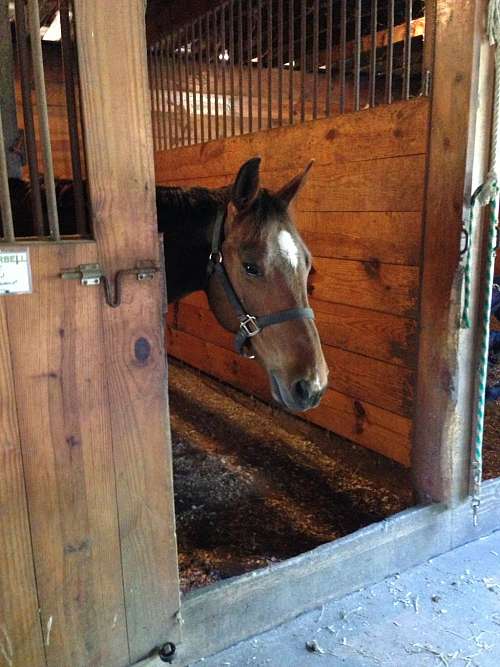 The Riding Center on EquineNow