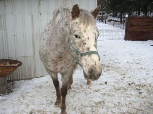 Free Horse Alert Incredible Deals In Michigan Right Now - 2nsy5u8