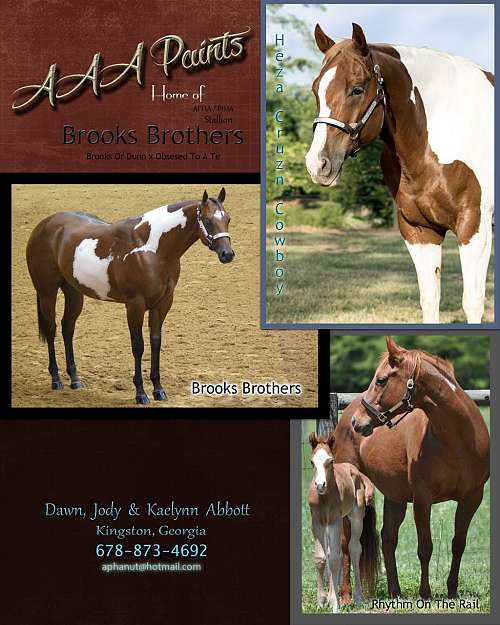 AAA Paints on EquineNow