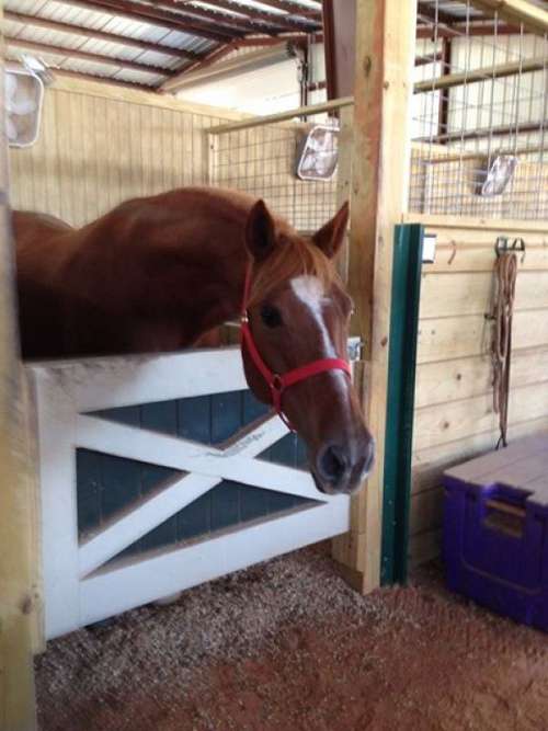 Diamond K Stables on EquineNow