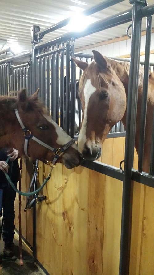 Valley View Equine Retirement Ranch on EquineNow