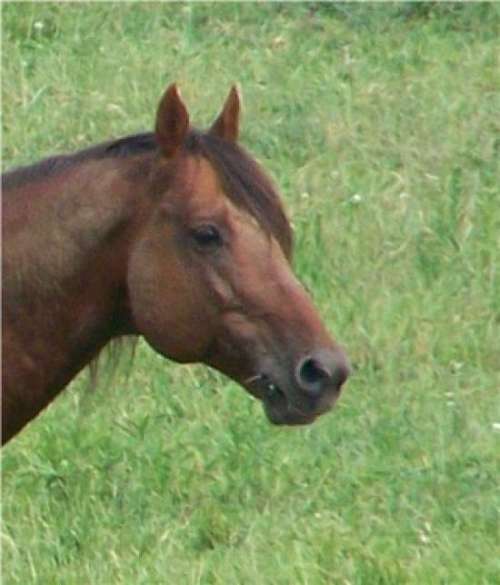 Mead Ranch on EquineNow