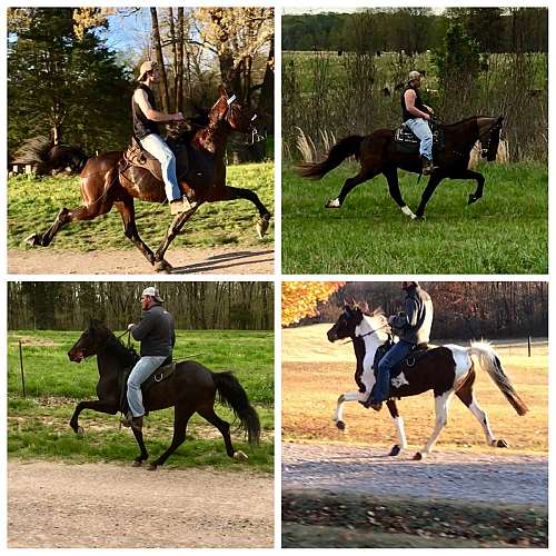 Oak Ridge Stables on EquineNow