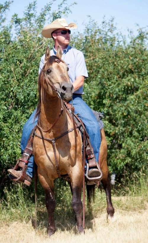 Fleetwood Farms Quarter Horses on EquineNow