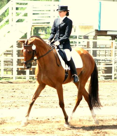 KS Equestrian on EquineNow