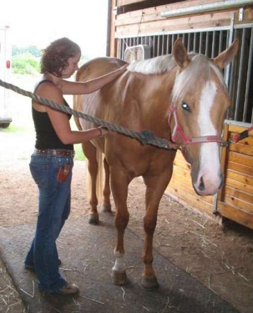 Durborow Equine Massage Therapy on EquineNow