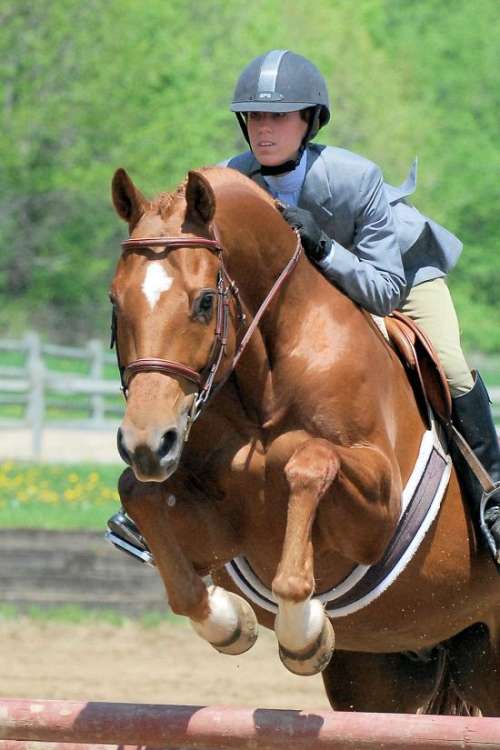 Synergy Equestrian on EquineNow