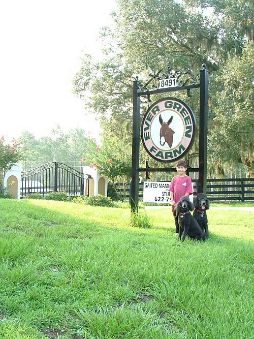 Evergreen Farm on EquineNow