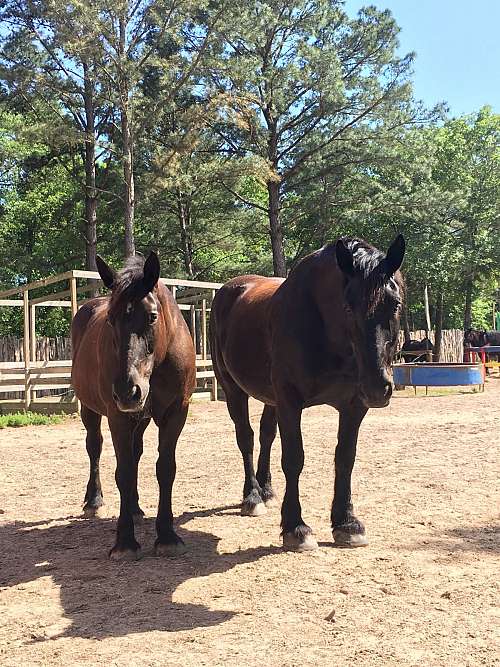 Knights Landing Equestrian Center on EquineNow