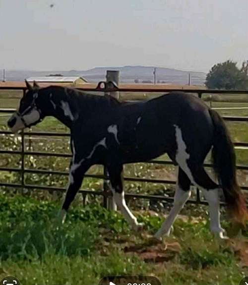 Custer Coulee Paints on EquineNow