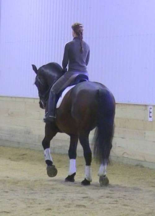 Liberty Equestrian on EquineNow