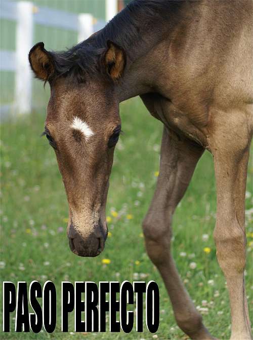 Paso PerfectoSpanish Gaited Horses on EquineNow