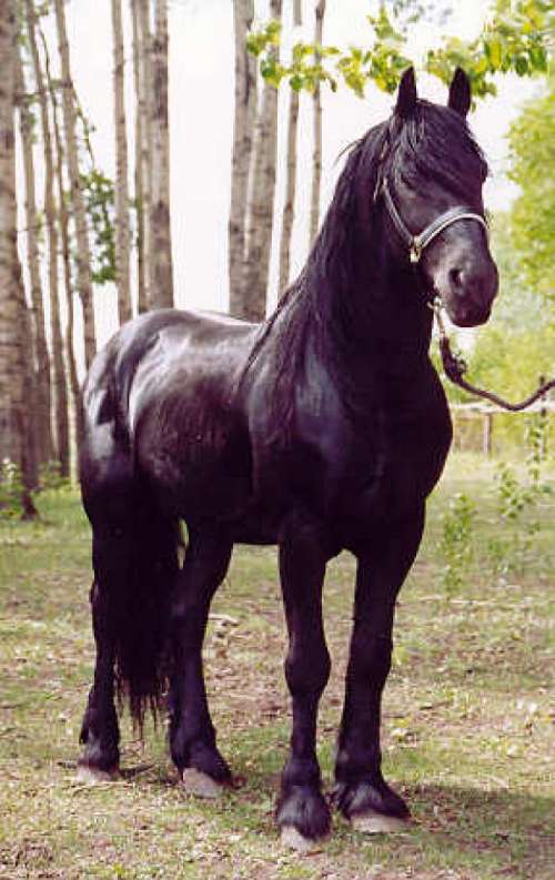 Whispering Hills Friesians on EquineNow