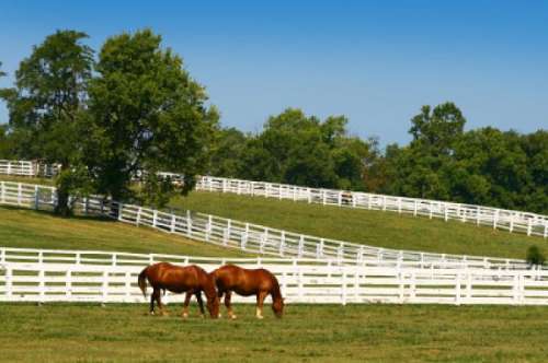 Michigan Horse Farms on EquineNow