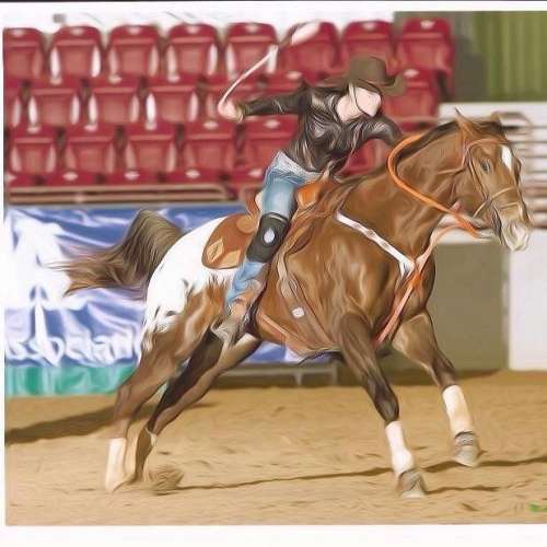 TJM Barrel Horses on EquineNow