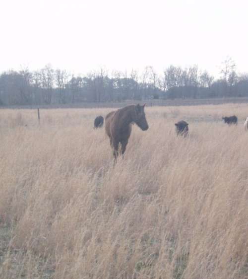 Eaton's Horses on EquineNow