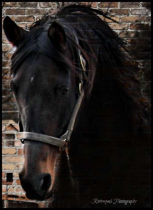 Old School Thoroughbreds LLC on EquineNow