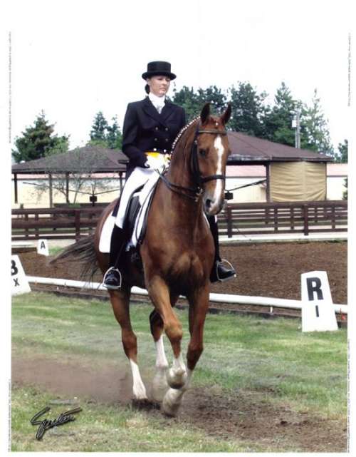 Rising Star Farms on EquineNow