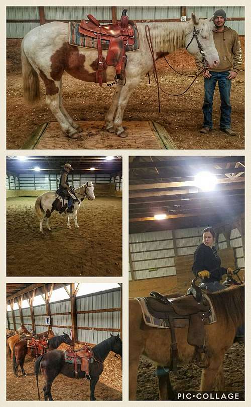 Rockin C Performance Horses on EquineNow