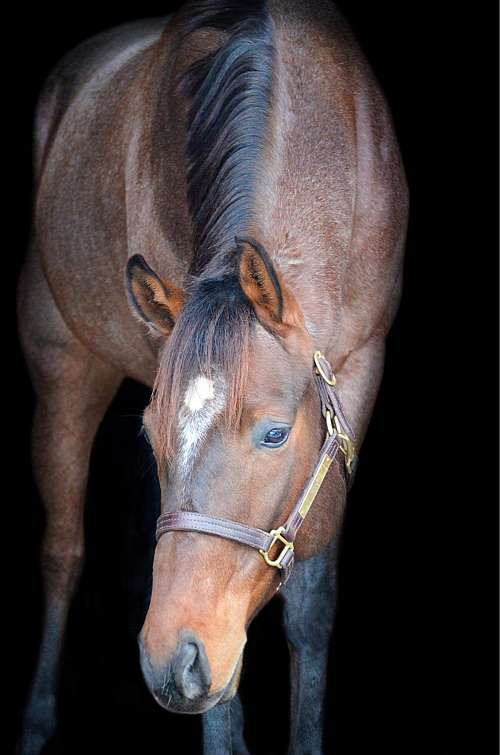 apple-creek-farm-on-equinenow