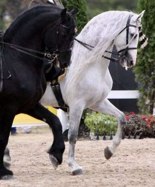 Classical Baroque LLC on EquineNow