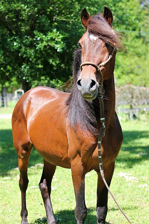 Dream Catcher Farms on EquineNow