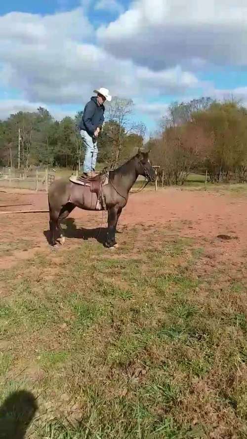 Apple creek farm on EquineNow