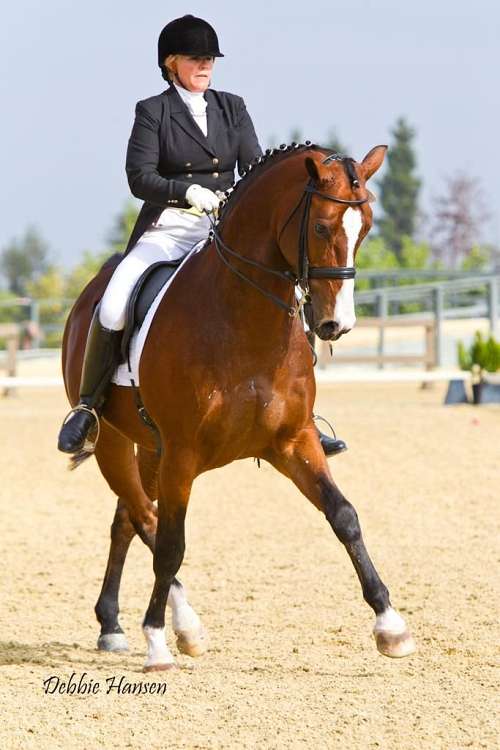 Global Equestrian Imports on EquineNow