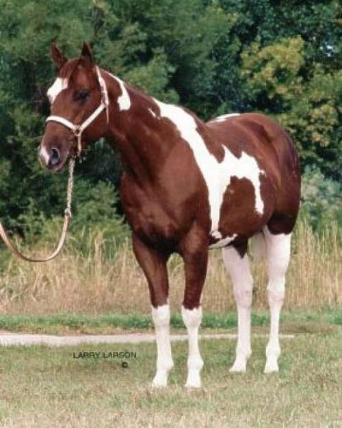 Cedar Lane Paints & Quarter Horses on EquineNow