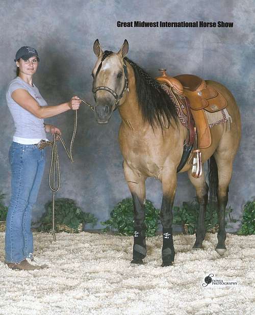 Chrome Spur Performance Horses on EquineNow