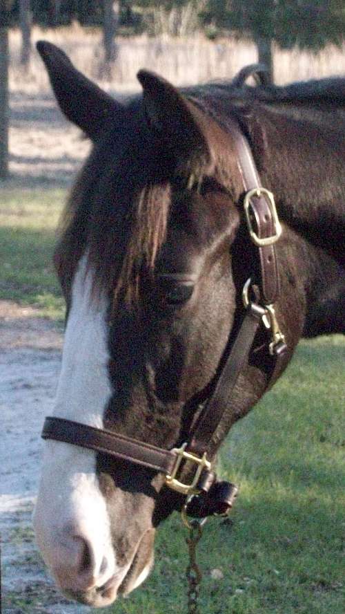 Iconic Bay Equestrian on EquineNow