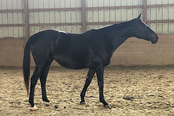 In Foal TB Mare- Due February