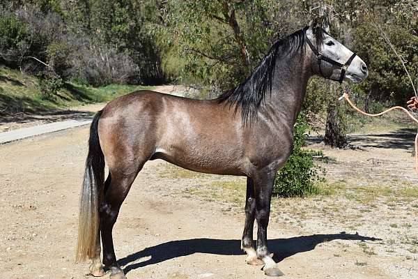 2018 Andalusian IALHA Grey Stallion